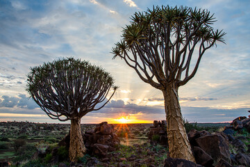 Fototapeta na wymiar Namibia, with an ancient Quiver Tree in sunrise landscape.