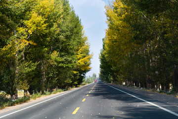 Straight road in summer and early autumn forest at sunset in China