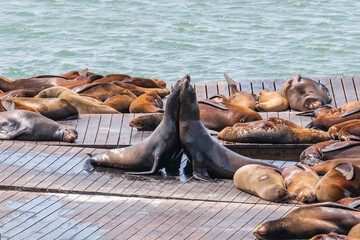 A Day of Fun and love in the Sun: Sea Lions at Pier 39 in San Francisco