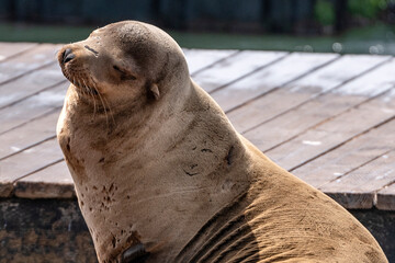Obraz premium Soaking Up the Sun: A Relaxed Sea Lion at Pier 39 at Fishermans Wharf in San Francisco