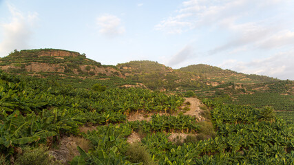 Fototapeta na wymiar Banana plantations slopes of the mountain, copy space.
