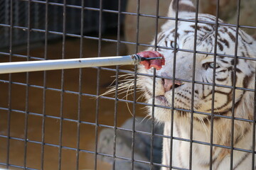 ホワイトタイガーの餌やり、山口県、秋吉台自然動物公園サファリランド