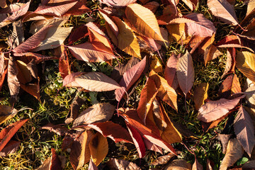 Kirschplantage in der Wetterau, Hessen