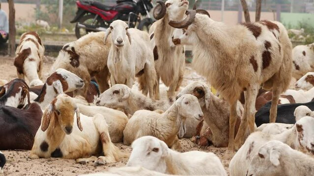 Live video of goats sitting on the ground,ram in their middle