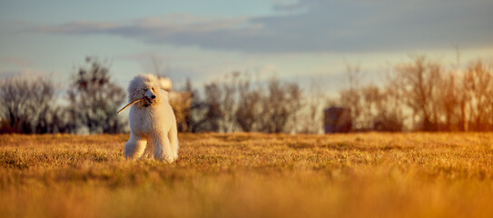 A young royal poodle playing in the field