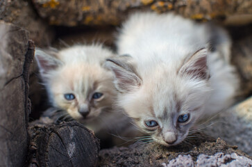 Naklejka na ściany i meble Portrait of Two Adorable Sibling Kittens