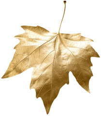 Autumn gold concept. Fall gold leaves pattern on background. Flat lay