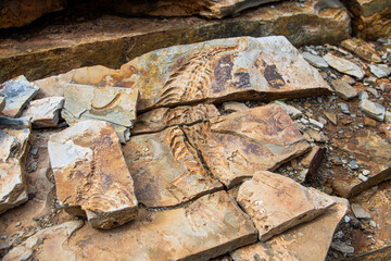 Fototapeta premium Mesosaurus fossil in african bush in Namibia