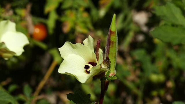 flower of okra plant in field,okra flower close-up,