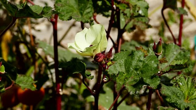 flower of okra plant in field,okra flower close-up,