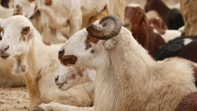 zoomed in video of ram,goats standing behind it