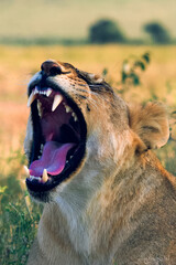 Vertical closeup shot of a roaring Asiatic lion demonstrating its sharp teeth