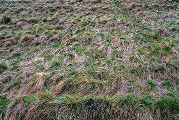 Rough grassland in early spring with green grass emerging.