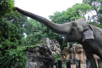 Fototapeta premium 到津の森公園「セイロンゾウ」に餌やり体験、北九州