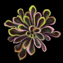 Succulent flowers on a black background