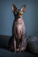 sphynx cat portrait on sofa