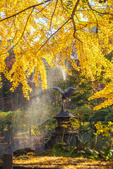 Golden Ginkgo Tree at Hibiya Park