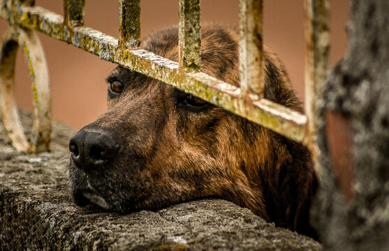 La mirada de un perro esperando a su due&ntilde;o
