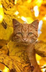 Portrait of one orange tabby ginger cat on an orange background. Looking to viewers with serious observing expression.