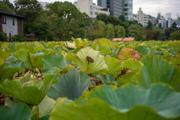 lotus flowers in the garden