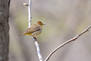 Pine Warbler perched in a branch