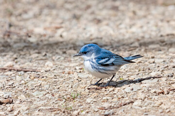 Cerulean Warbler pecks on the ground