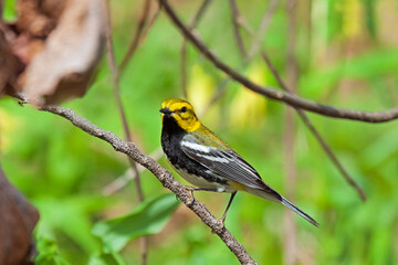 Black-throated green warbler feeds in the tree canopy.