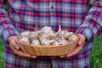 a farmer holds a basket of garlic, close-up.