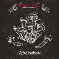 Cyclocybe aegerita aka poplar mushroom sketch on black background. Edible mushrooms series. - 553759382