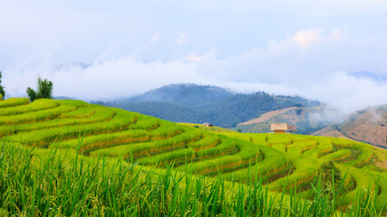 Fototapeta premium Close-up aers of rice seeds in ear of paddy. at rice terraces Pa Bong Piang, Chaing Mai North of Thailand