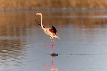 Greater Flamingo Phoenicopterus roseus from Camargue, southern France