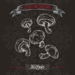 Lentinula edodes aka shiitake sketch on black background. Edible mushrooms series. - 553759587