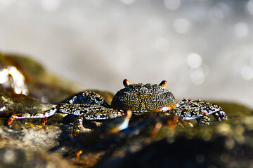 crab on the beach in Costa Rica