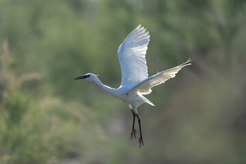 Little Egret Egretta garzetta in close flight