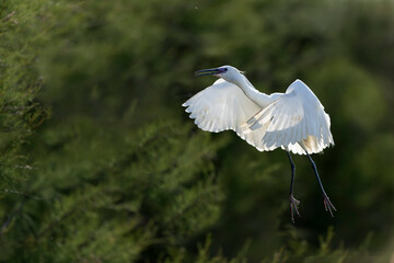 Little Egret Egretta garzetta in close flight