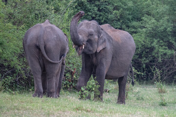 Fototapeta premium Elephants