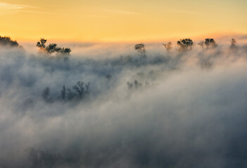 Trees in the Fog. Autumn morning. Nature of Ukraine