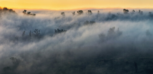 Trees in the Fog. Autumn morning. Nature of Ukraine
