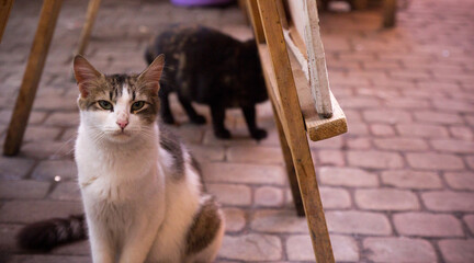 Street cats of Marrakech, Morocco. Local domestic cat in the market