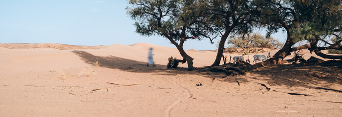 wildlife in the sahara desert antelopes grazing in an oasis