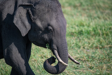 Elephants