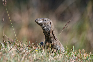 Varan