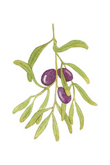 Olive branch. Watercolor Branch with Olives. Purple Olives on Branch Isolated on White Background.
