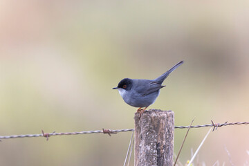 Sardinian warbler curruca melanocephala perching on fence or twig
