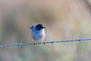 Sardinian warbler curruca melanocephala perching on fence or twig