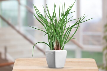 Green house plant planted in a pot