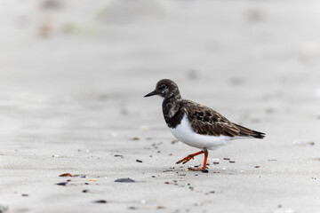 Ruddy Turnstone Arenaria interpres on low tide on a sandy beach in southern France, Camargue