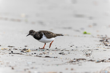 Ruddy Turnstone Arenaria interpres on low tide on a sandy beach in southern France, Camargue