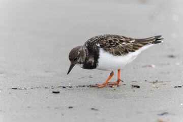 Ruddy Turnstone Arenaria interpres on low tide on a sandy beach in southern France, Camargue