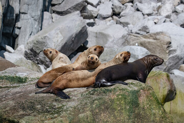 Fototapeta premium Sea lion